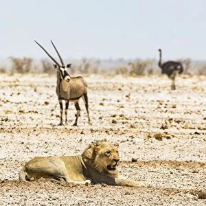 A lion, an ostrich and a gemsbok in in Etosha National Park, Namibia