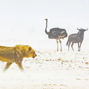 A lion, an ostrich and a wildebeest in a dust storm in Etosha National Park, Namibia