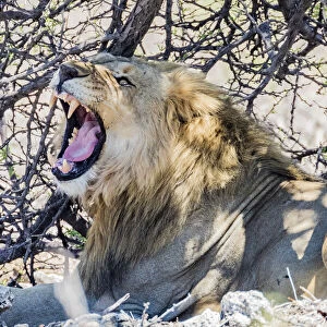 A lion yawning in Etosha National Park, Namibia