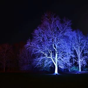 Winter lights, enchanted Forest