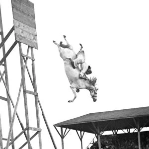 Amazing Horse Stunt Dive