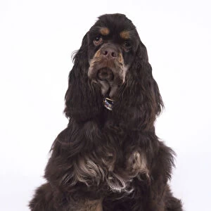 American Cocker Spaniel puppy (Canis familiaris) sitting, front view