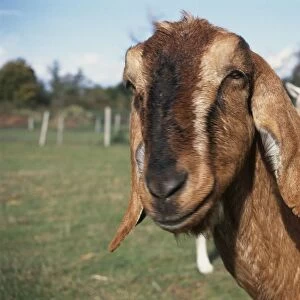 Anglo-Nubian (Nubian) goat, close-up