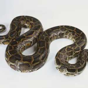 Burmese Python Print, S-Shaped Brown Snake Burmese Python Print, S-Shaped Brown Snake