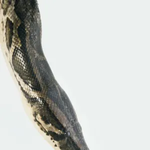 Burmese Python Head Print Burmese Python Head Print