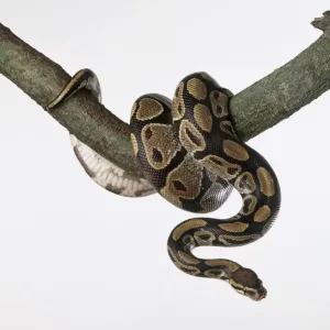 La serpiente real (Python regius), enrollada alrededor de una rama de árbol. La serpiente real (Python regius), enrollada alrededor de una rama de árbol.