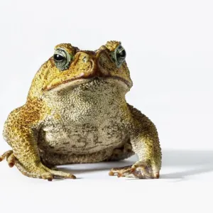 Cane Toad Print (Full Length) Cane Toad Print (Full Length)