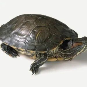 Tortuga de oreja roja (Trachemys scripta elegans), vista lateral. Tortuga de oreja roja (Trachemys scripta elegans), vista lateral.