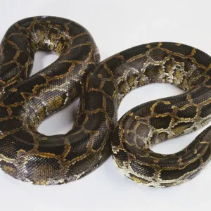 Burmese Python Print, View from Above Burmese Python Print, View from Above