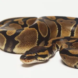 Un Royal Python enrollado con su cabeza en el centro, para una protección máxima. Un Royal Python enrollado con su cabeza en el centro, para una protección máxima.