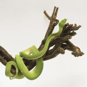 Green Tree Python Print