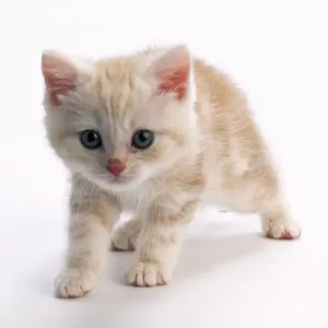 Ginger and White Tabby Kitten Print Ginger and White Tabby Kitten Print