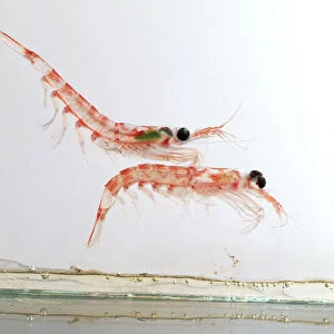 Two antarctic krill (euphausia superba)