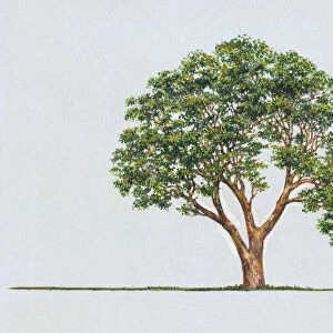 Arbutus andrachne (Greek strawberry tree): Artwork of evergreen tree, showing rounded shape of canopy, and leaves or foliage
