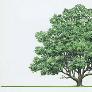 Arbutus unedo (Strawberry tree): Artwork of evergreen tree showing rounded and broadly spreading canopy, and leaves or foliage