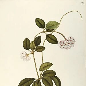 Asclepiadaceae, Wax Plant (Hoya carnosa), Warm greenhouse plant with persistent leaves native to tropical Asia and Australia, by Angela Rossi Bottione, watercolor, 1812-1837