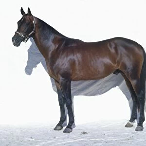 Australian stock horse, standing, side view