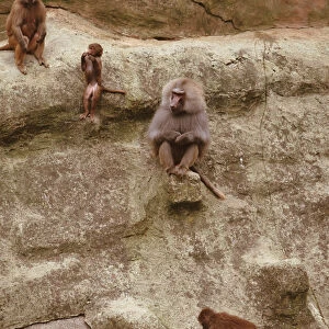 Baboons, Unidentified Papio Species, sitting on rocks, elevated view