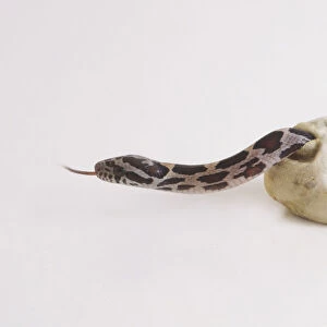 Baby Corn Snake (Elaphe guttata) slithering out of its egg shell, close up