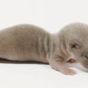 Baby Weasel, soft downy fur, eyes closed, small ears, pink feet, crawling