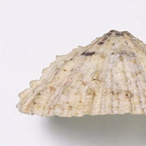 Barbados Keyhole Limpet shell (Fissurella barbadensis), close up