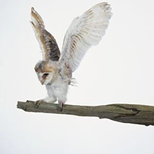 Barn owl perched on a branch flapping its wings and looking down