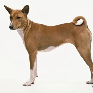 Basenji dog standing, side view