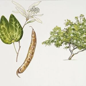 Bauhinia (Bauhinia forficata) plant with flower, leaf and fruit, illustration