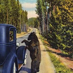 Bear Begging for Food. ca. 1934, Yellowstone National Park, Wyoming, USA, 1047 A BEAR BEGGAR, YELLOWSTONE NATIONAL PARK. Bears are tame and plentiful at Yellowstone and one of its most interesting features. They learn to beg and visit cars for hand-outs