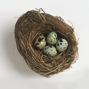 Birds nest containing four speckled green eggs, close up