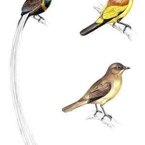 Birds: Passeriformes, Paradisaeidae, Flame Bowerbird, Sericulus aureus and Vogelkop Bowerbird (Amblyornis inornatus), illustration