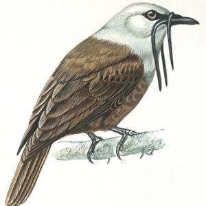 Birds, Passeriformes, Three-wattled Bellbird (Procnias tricarunculata)), illustration