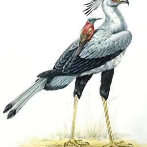 Birds: Secretary Bird, (Falconiformes, Sagittarius serpentarius) with Northern Carmine Bee-eater (Coraciiformes, Merops nubicus), illustration