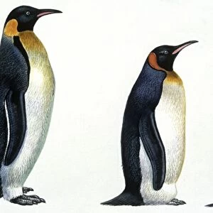 Birds: Sphenisciformes, Emperor Penguin (Aptenodytes forsteri), King Penguin (Aptenodytes patagonicus) and Gentoo Penguin (Pygoscelis papua), illustration