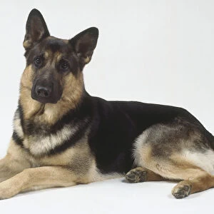 A black and brown German shepherd lies on the floor with its forelegs extended
