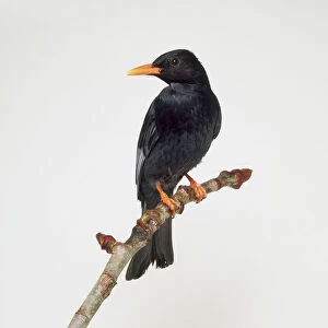 Black Bulbul (Hypsipetes leucocephalus) perching on branch, head in profile