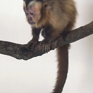 Black-capped Capuchin, Cebus apella, sitting on branch, tail hanging down, leaning forward slightly, brown eyes watching ground intently, angled side view