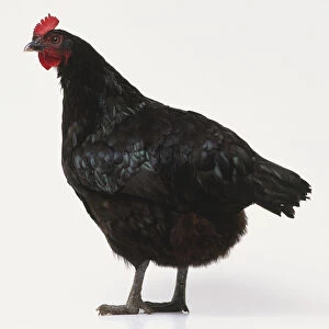 Black chicken, standing side view