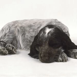 A black, grey and white Cocker Spaniel puppy (Canis familiaris) lying down, facing forward