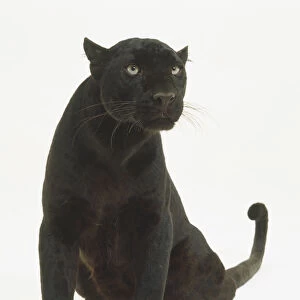 Black Panther (Panthera pardus), sitting