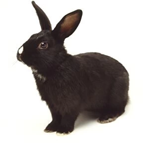 Black rabbit with white nose, side view