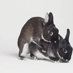 Two Black Rabbits (Oryctolagus Cuniculus) mating, side view