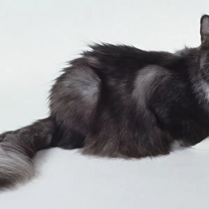 Black Smoke and White Maine Coon cat with well-tufted white paws and plume-like end to tail, lying down