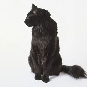 Black Turkish Angora cat with pointed ears and bushy tail, sitting