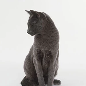 Blue Chartreux Cat (Felis catus) sitting up and looking to the side, front view