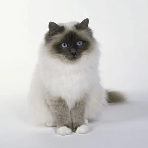 Blue Point Birman longhaired cat with symmetrical white gloves and full cheeks, white markings, sitting