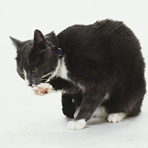 Blue and white cat grooming, head bending forward and licking front paw, showing pink pads under foot, wearing blue collar