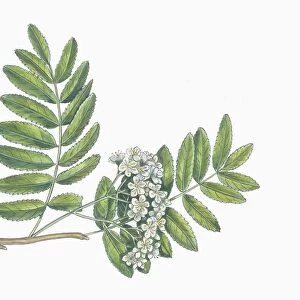 Botany, Trees, Rosaceae, Leaves and flowers of Rowan or European mountain ash Sorbus aucuparia, illustration