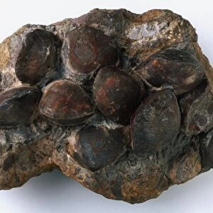 Brachiopods - Meristina: A cluster of shells of the brachiopod Meristina obtusa (J. de C. Sowerby). It probably lived in shallow water