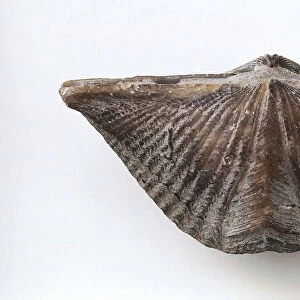 Brachiopods - Mucrospirifer: The butterfly shell of the spiriferida Mucrospirifer mucronata (Conrad), which lived in soft, muddy substrates